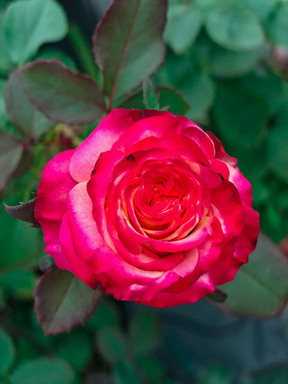 Rose ‘ Memphis ’ 孟菲斯