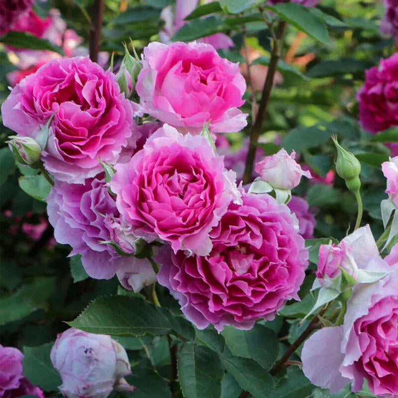 Rose  ‘ Scheherazade | シェエラザード  | 天方夜谭  ’
