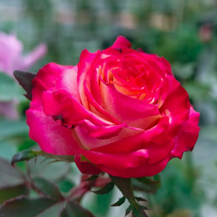 Rose ‘ Memphis ’ 孟菲斯