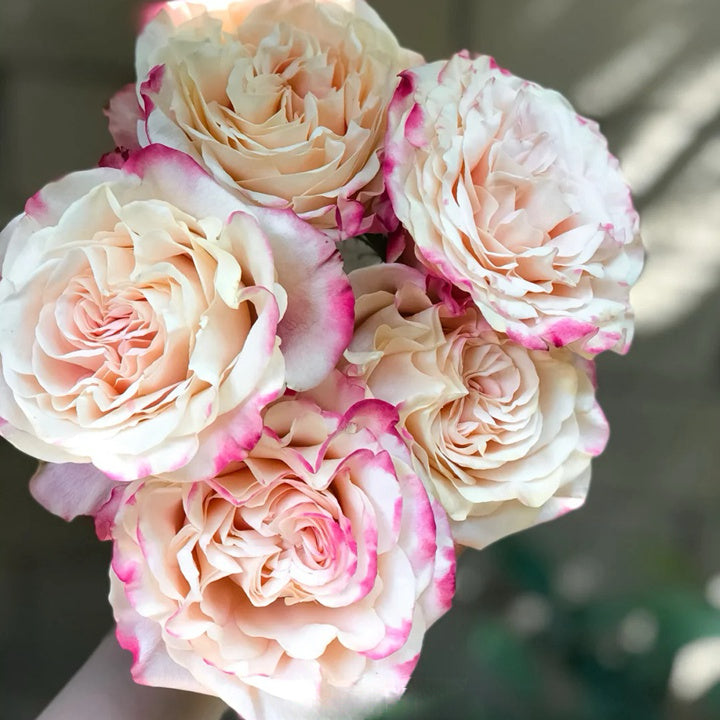 Rose ‘ Memphis ’ 孟菲斯