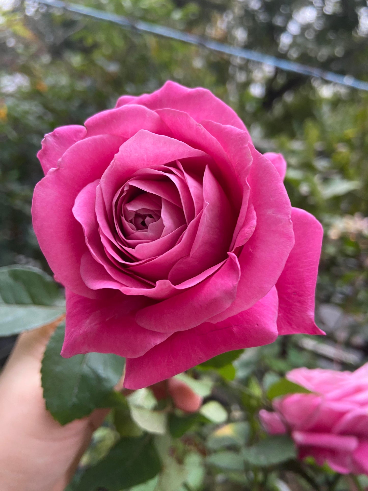 Rose ' Carrousel | 歌莎