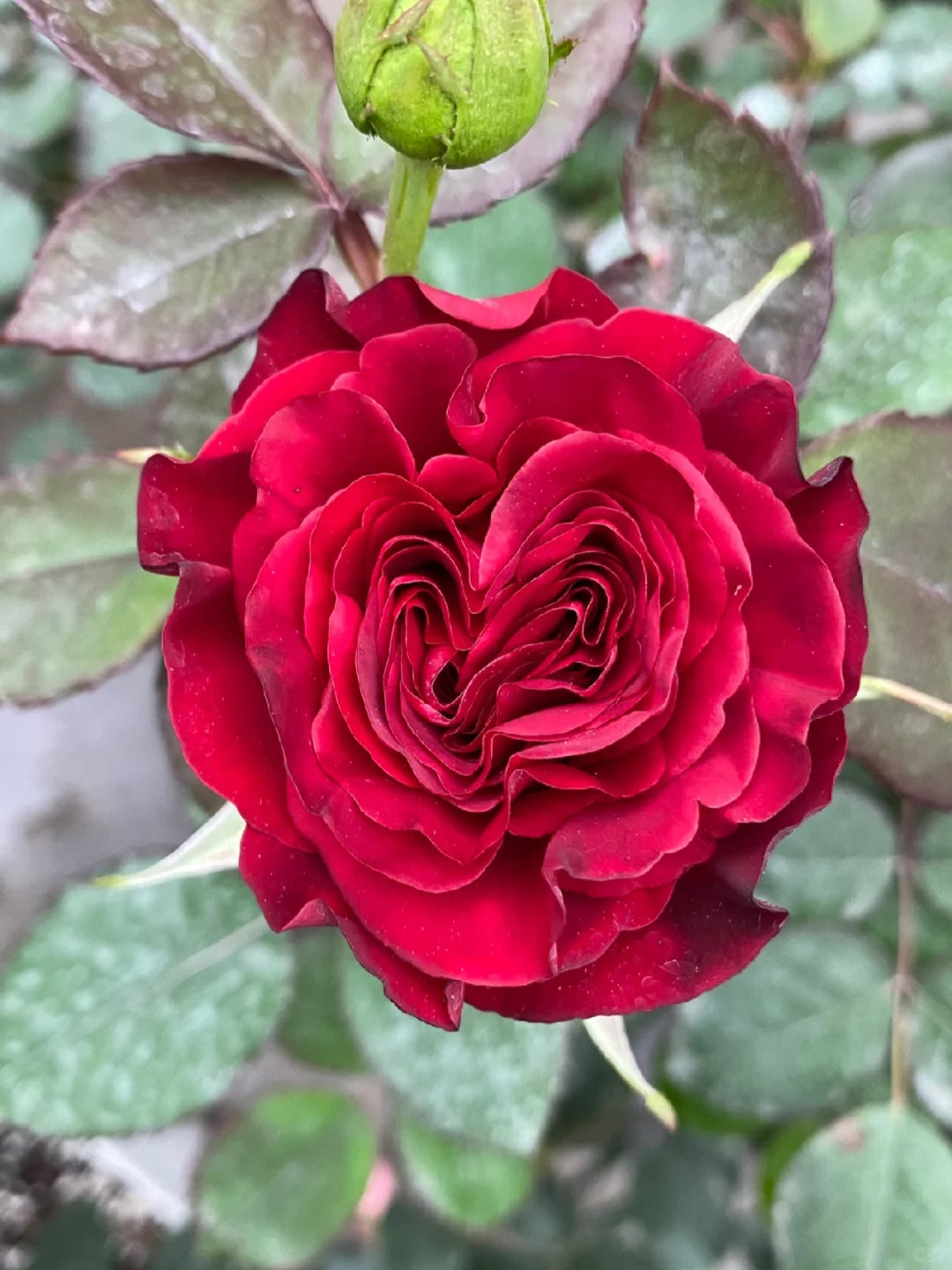 Rose  ' Hearts | 心跳红梅拉