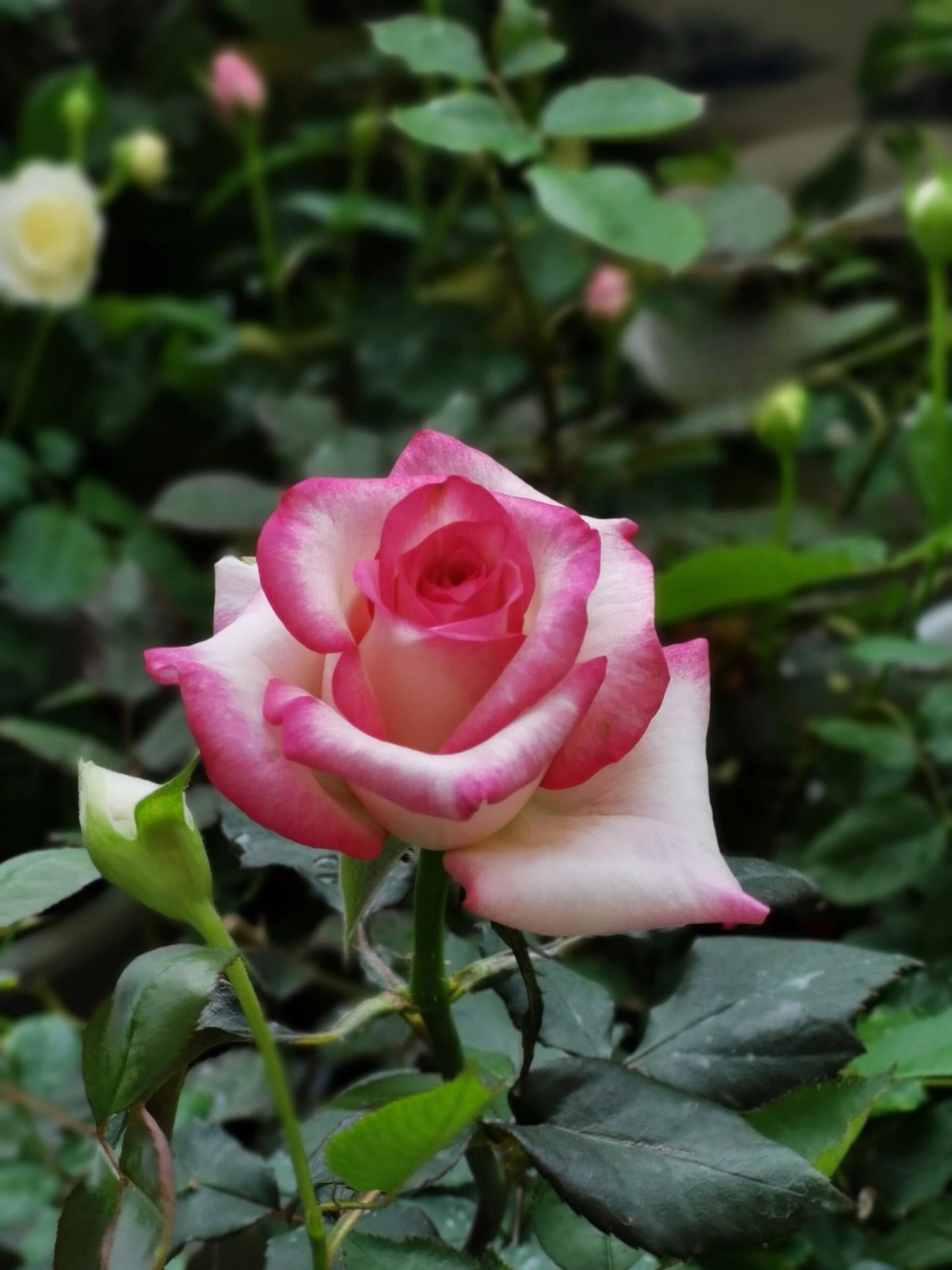 Rose ' Carrousel | 歌莎