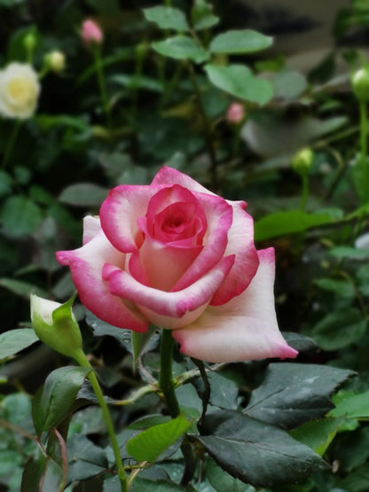 Rose ' Carrousel | 歌莎