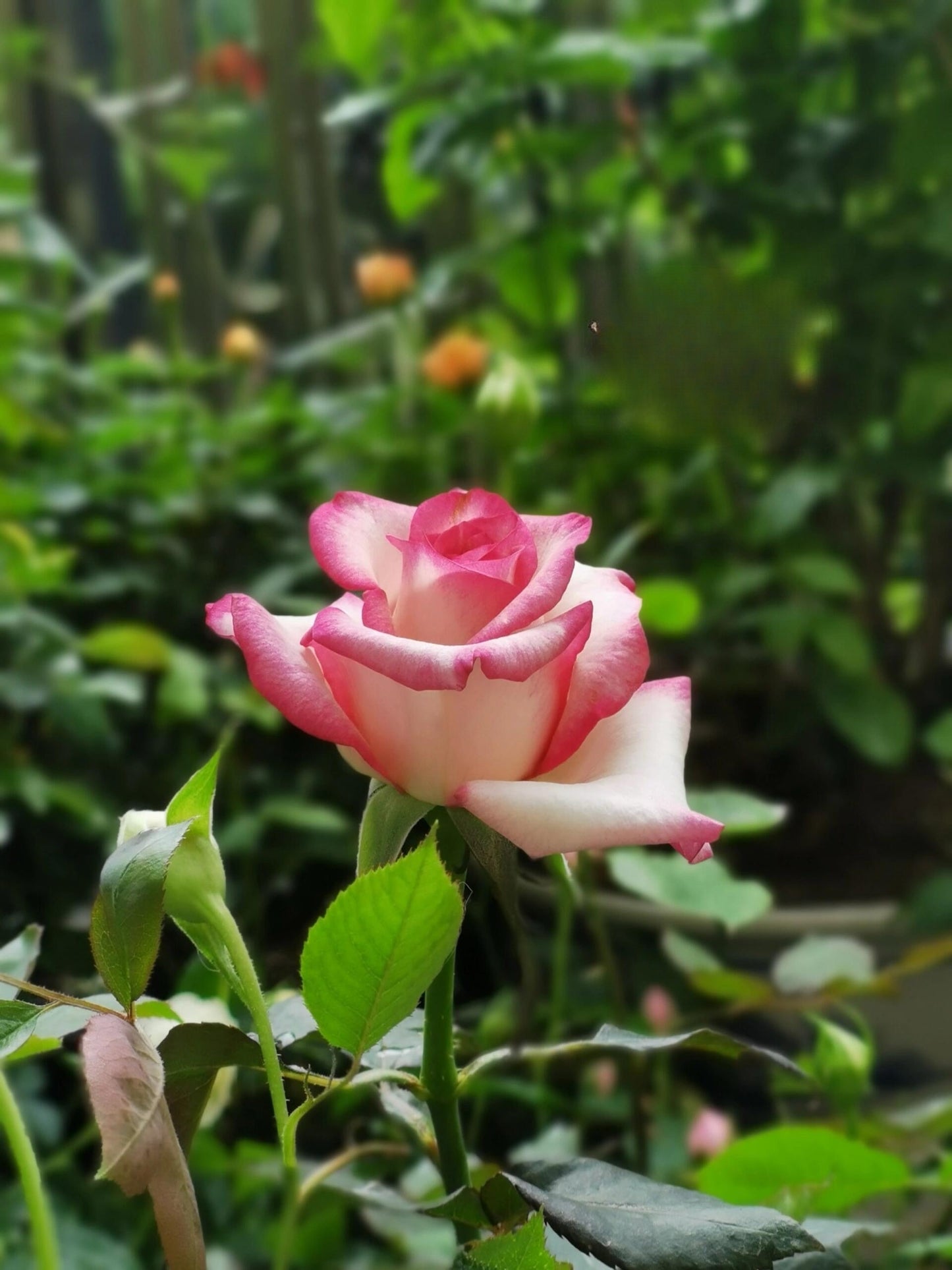 Rose ' Carrousel | 歌莎