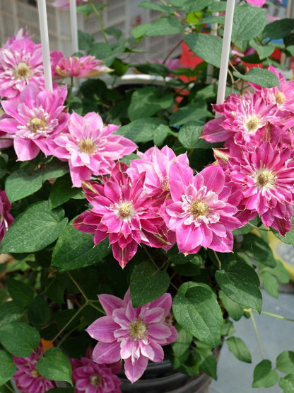 Clematis ' My Darling  | 我的爱人 亲爱的