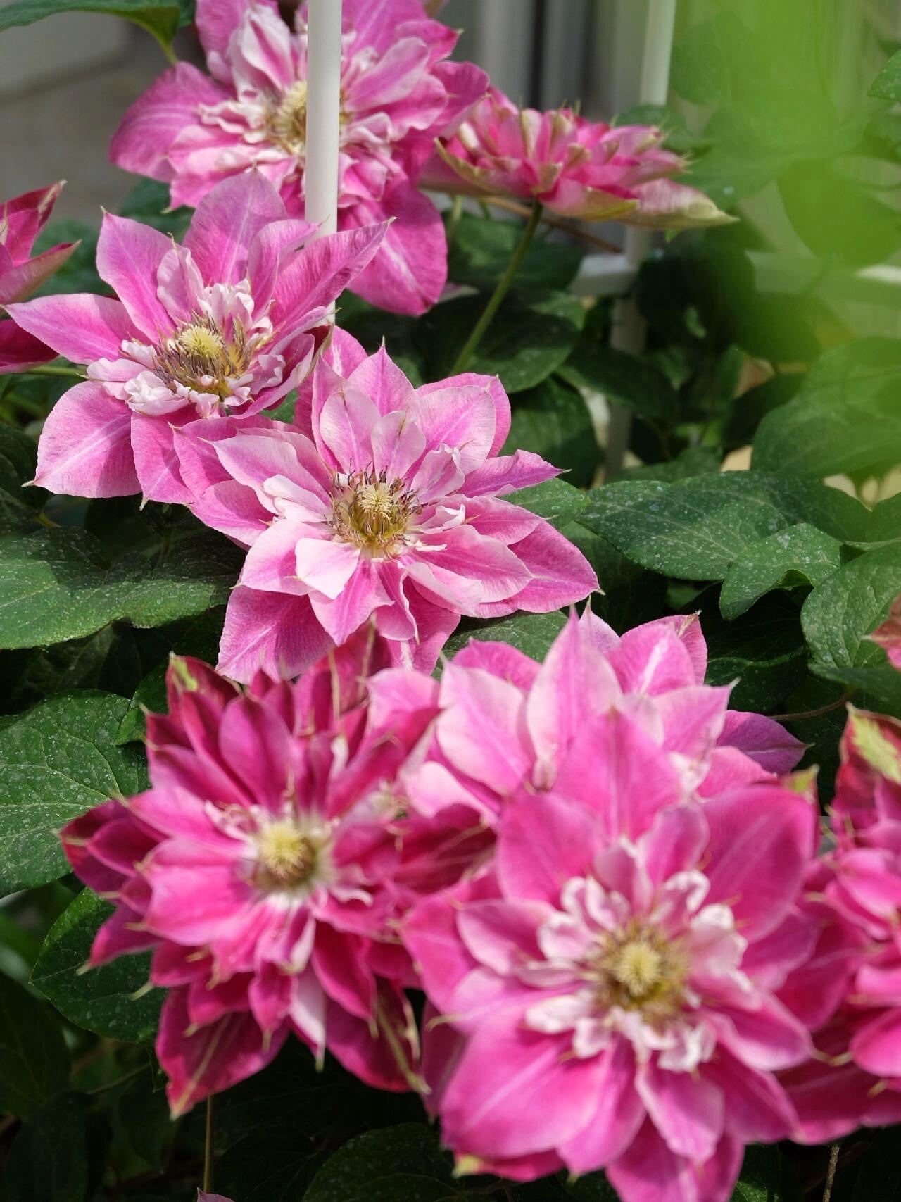 Clematis ' My Darling  | 我的爱人 亲爱的