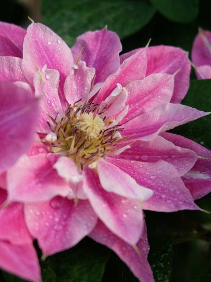 Clematis ' My Darling  | 我的爱人 亲爱的