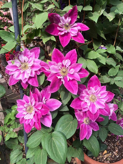 Clematis ' My Darling  | 我的爱人 亲爱的