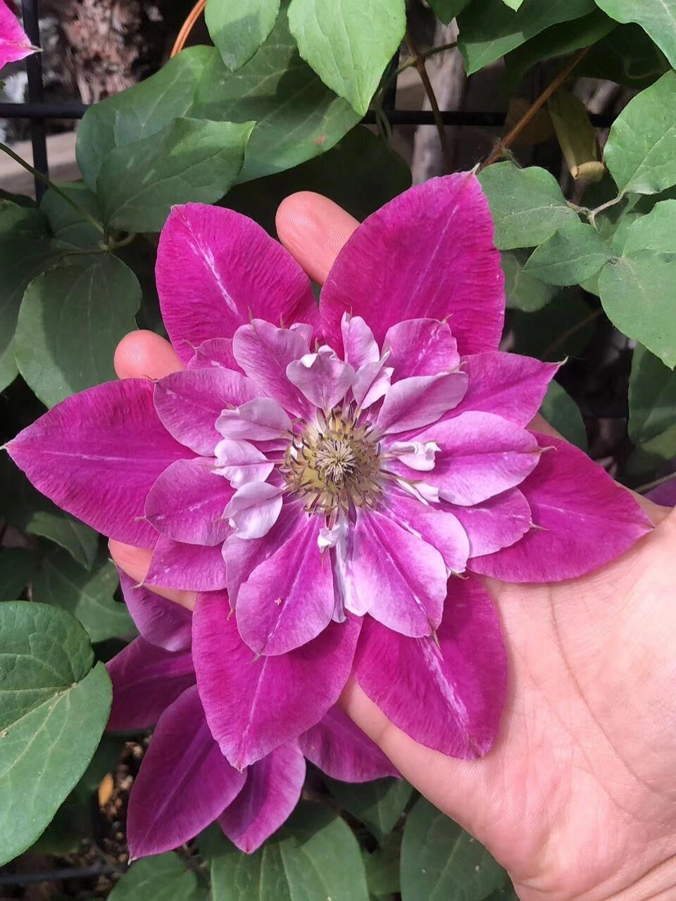 Clematis ' My Darling  | 我的爱人 亲爱的