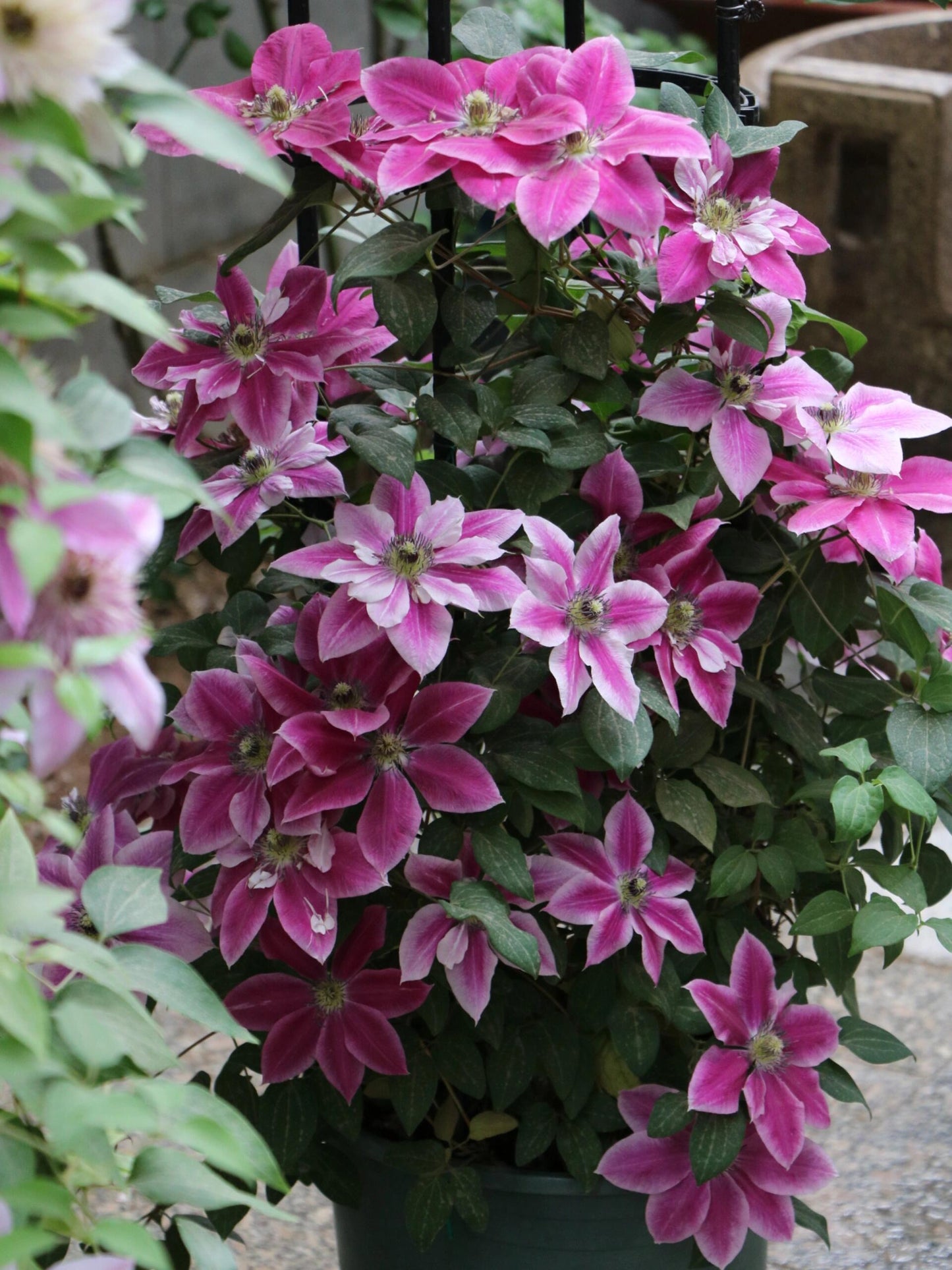 Clematis ' My Darling  | 我的爱人 亲爱的
