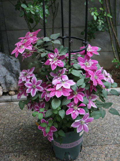 Clematis ' My Darling  | 我的爱人 亲爱的