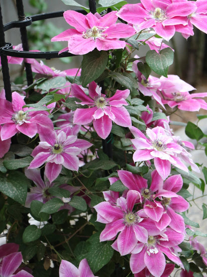 Clematis ' My Darling  | 我的爱人 亲爱的