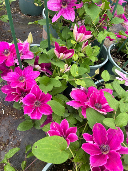 Clematis ' My Darling  | 我的爱人 亲爱的