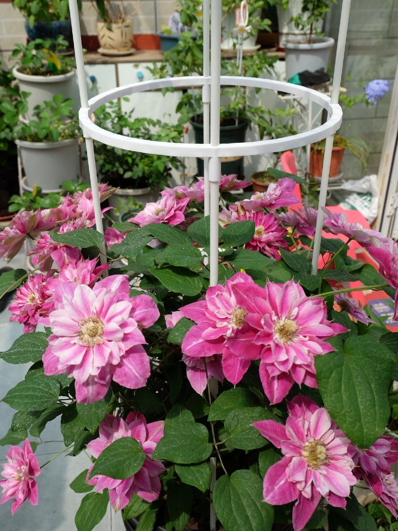 Clematis ' My Darling  | 我的爱人 亲爱的