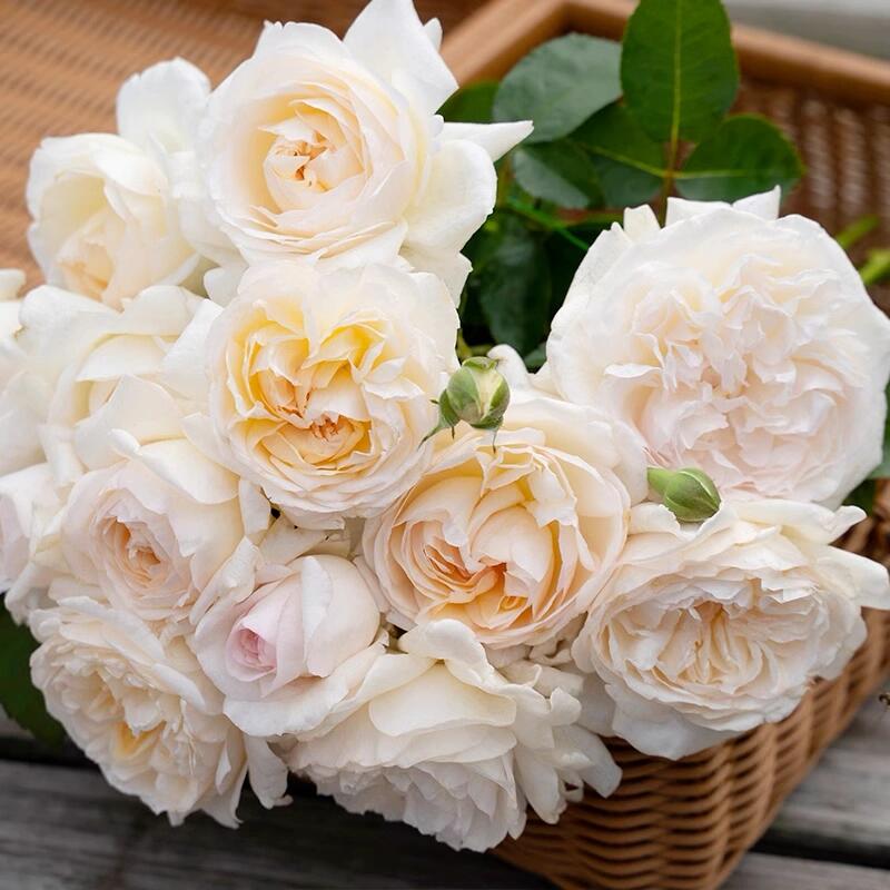 Rose  ’ Yue Long Sha | 月笼沙 -  New Variety 2022