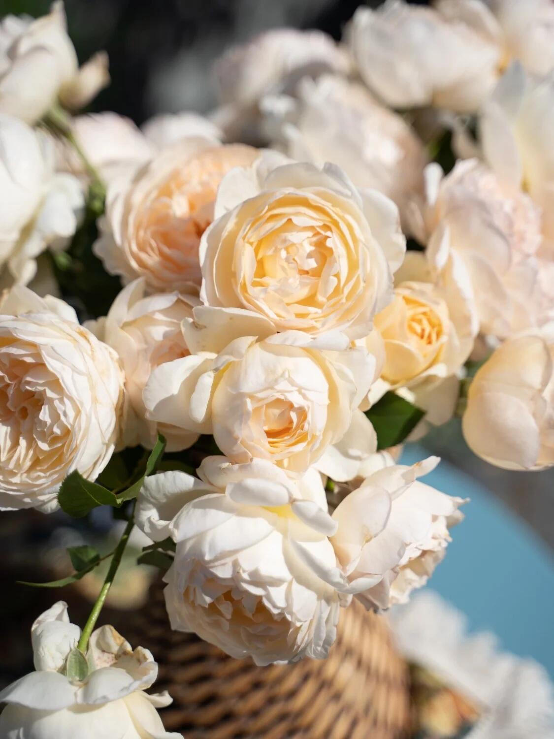 Rose  ’ Yue Long Sha | 月笼沙 -  New Variety 2022