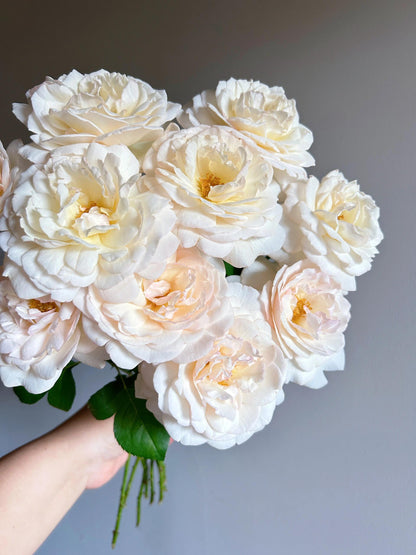 Rose  ’ Yue Long Sha | 月笼沙 -  New Variety 2022