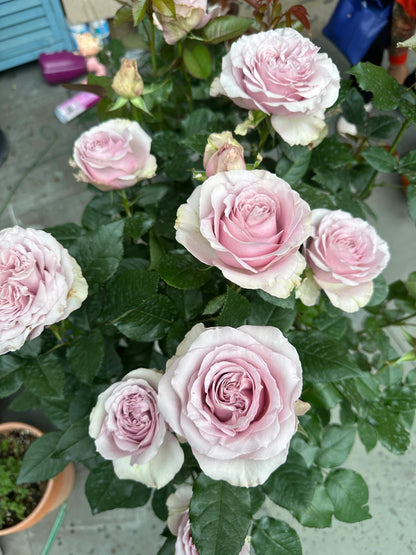 Rose ‘ Laventine  ’珂赛特