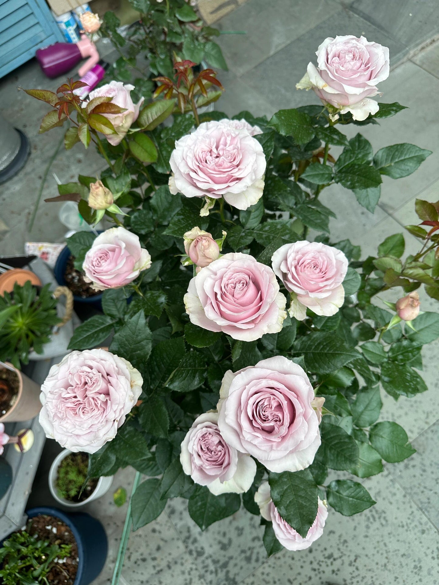 Rose ‘ Laventine  ’珂赛特