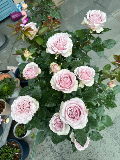 Rose ‘ Laventine  ’珂赛特