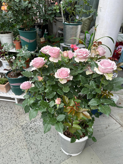 Rose ‘ Laventine  ’珂赛特