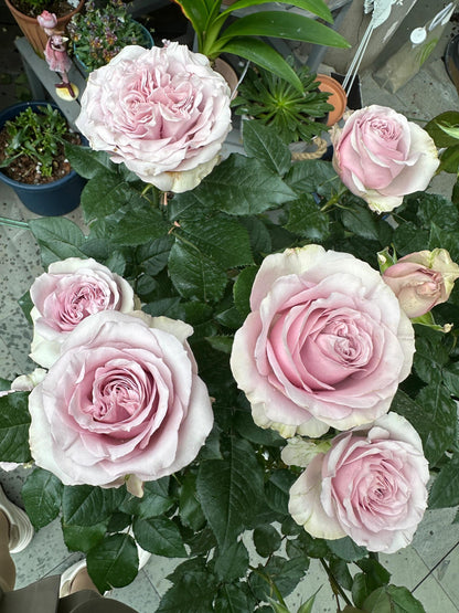Rose ‘ Laventine  ’珂赛特