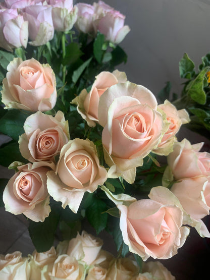 Rose ‘ Laventine  ’珂赛特