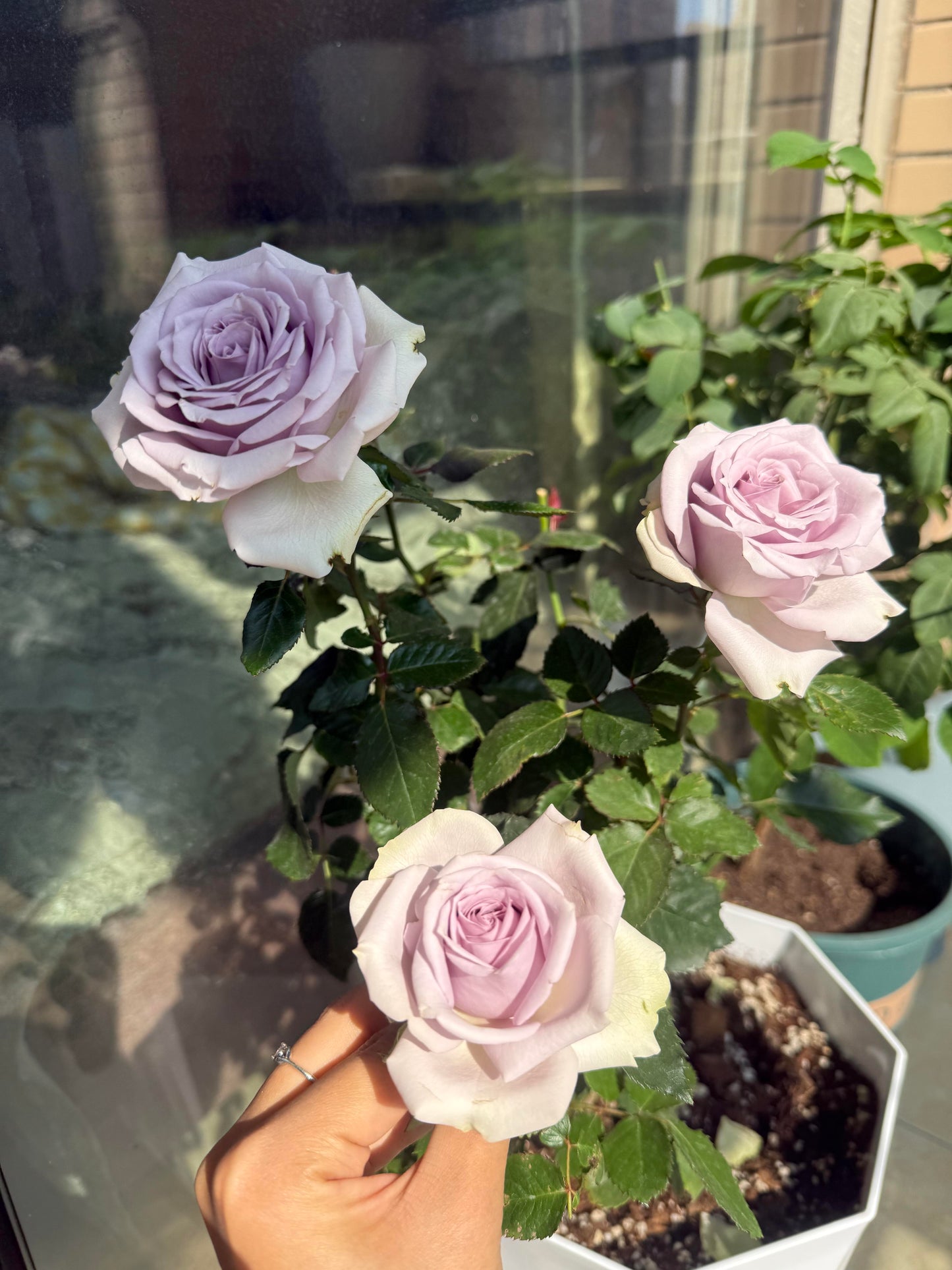 Rose ‘ Laventine  ’珂赛特