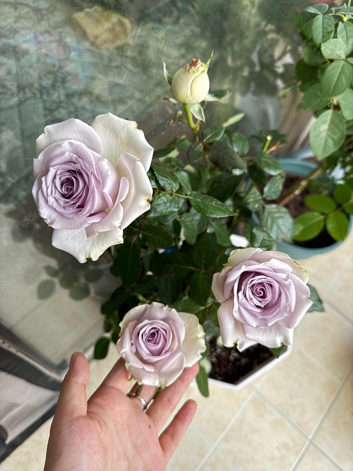 Rose ‘ Laventine  ’珂赛特
