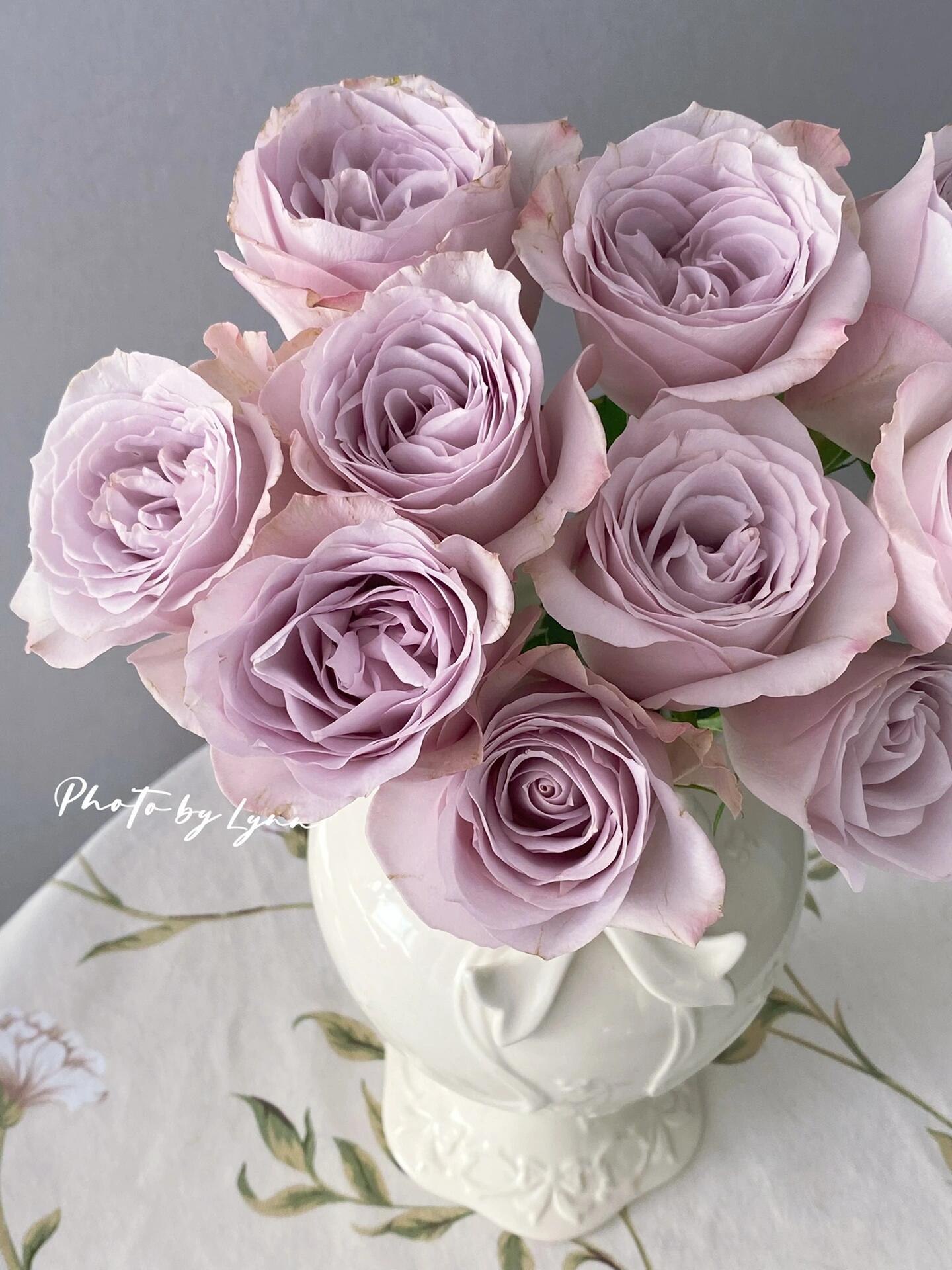 Rose ‘ Laventine  ’珂赛特