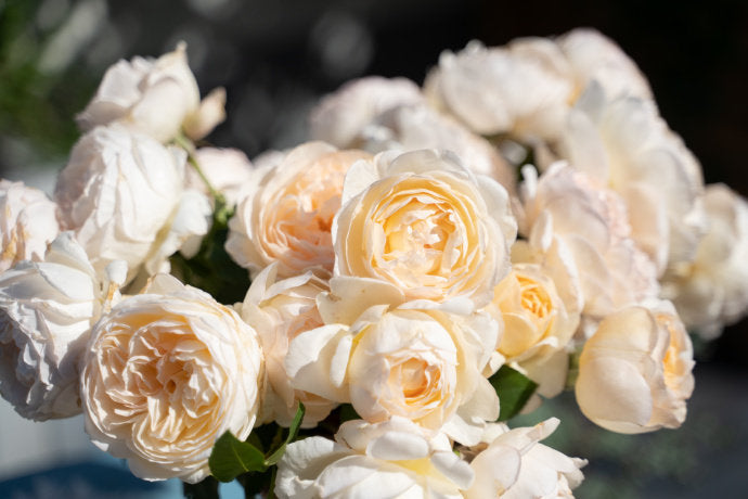 Rose  ’ Yue Long Sha | 月笼沙 -  New Variety 2022