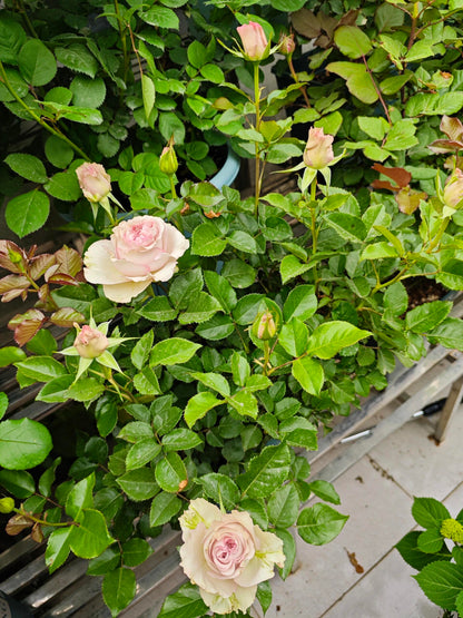 Rose ‘ Laventine  ’珂赛特