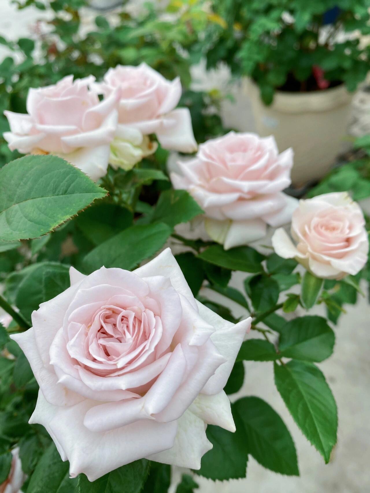 Rose ‘ Laventine  ’珂赛特