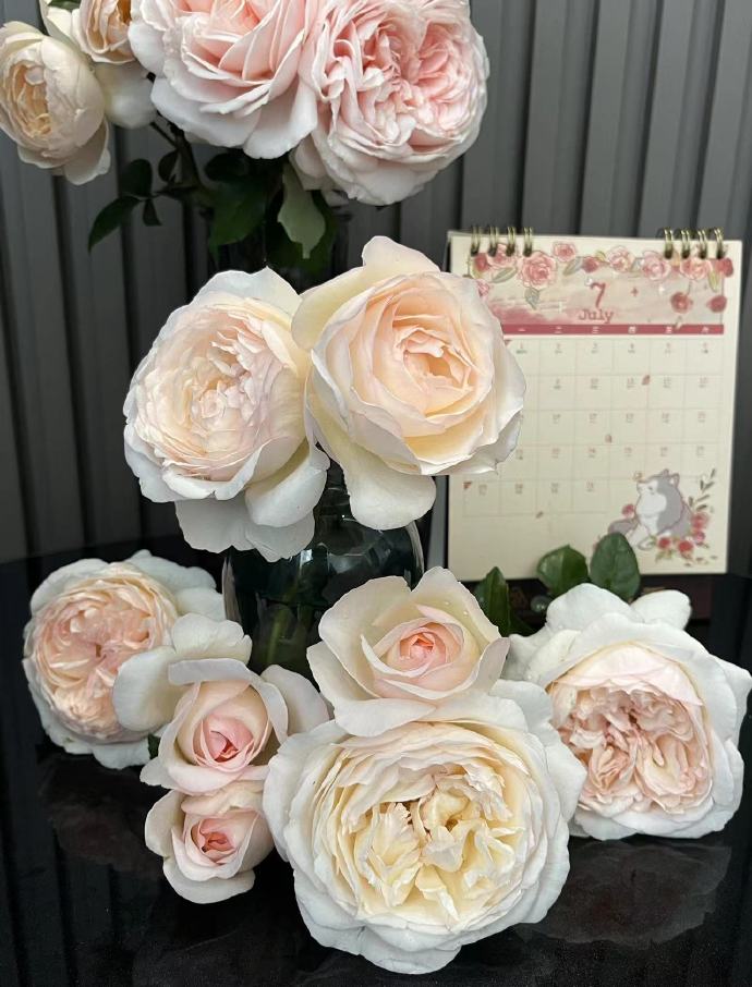 Rose  ’ Yue Long Sha | 月笼沙 -  New Variety 2022