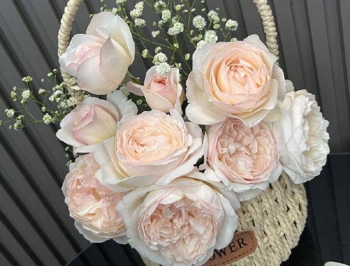 Rose  ’ Yue Long Sha | 月笼沙 -  New Variety 2022