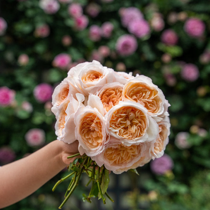 Rose  ’ Yue Long Sha | 月笼沙 -  New Variety 2022