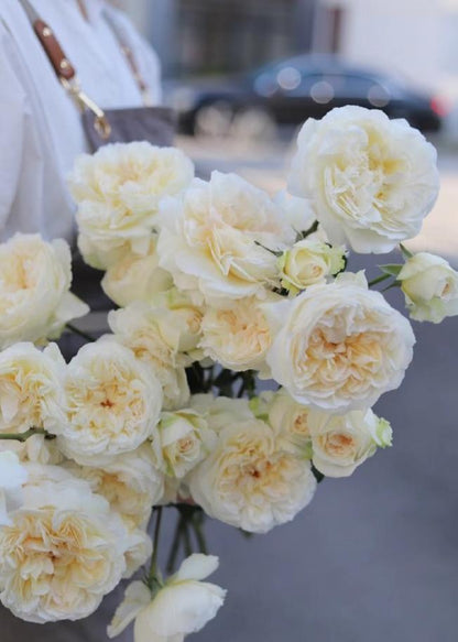 Rose  ’ Yue Long Sha | 月笼沙 -  New Variety 2022