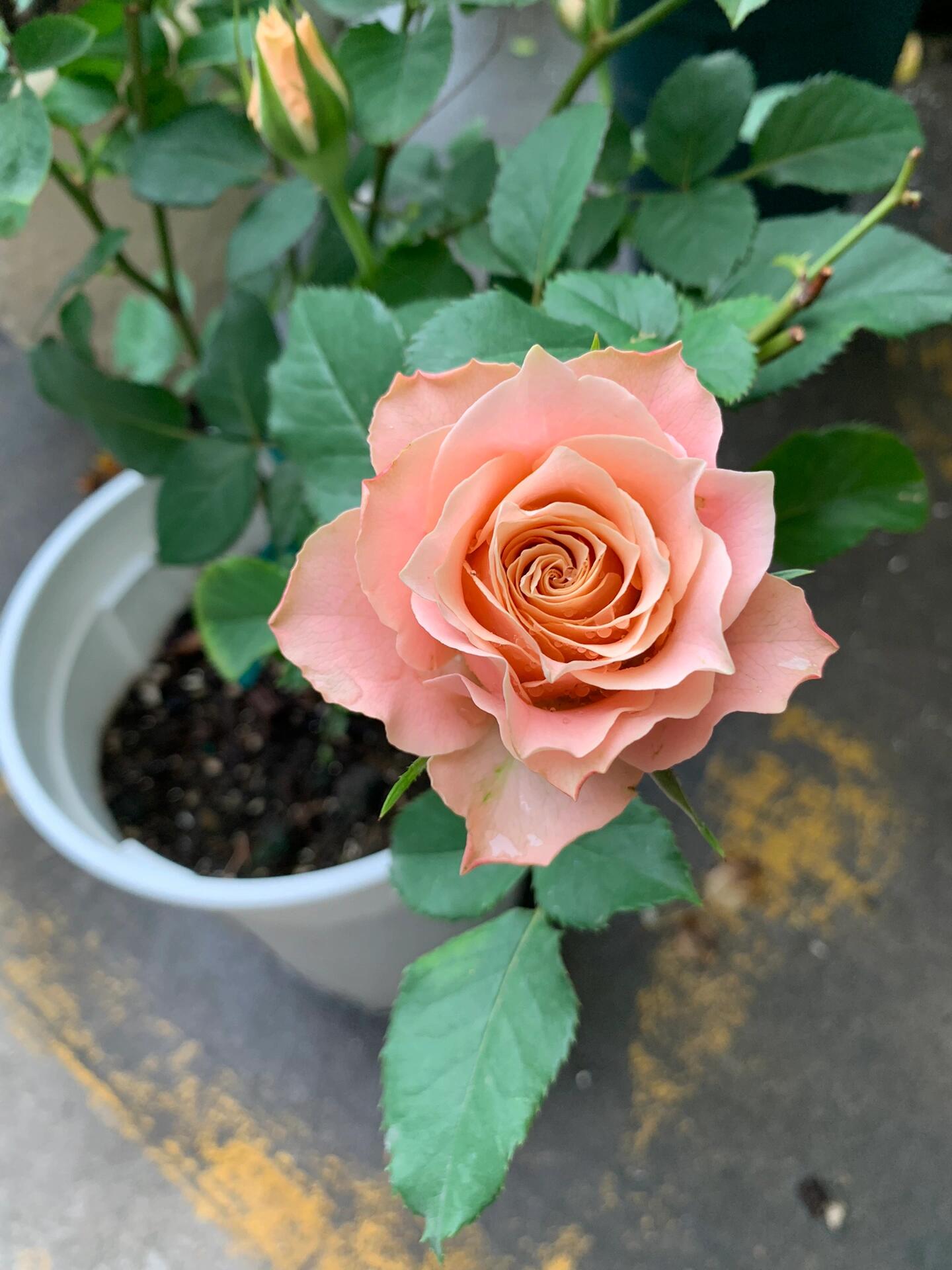 Rose ‘Kokoro no Kizan| こころのきざん  ’ 心之牵绊