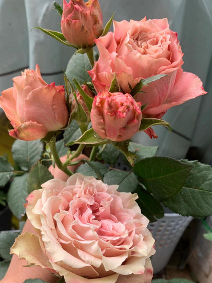 Rose ‘Kokoro no Kizan| こころのきざん  ’ 心之牵绊