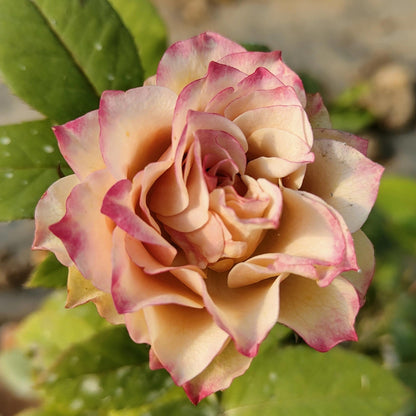 Rose ‘Kokoro no Kizan| こころのきざん  ’ 心之牵绊