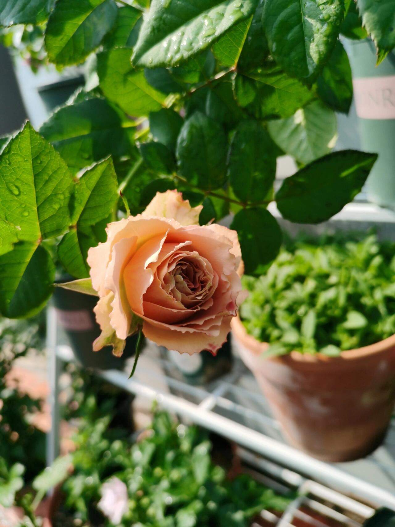 Rose ‘Kokoro no Kizan| こころのきざん  ’ 心之牵绊