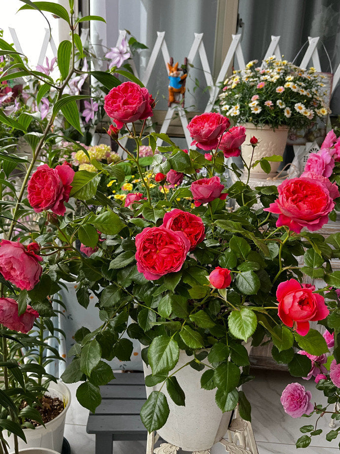 Rose  ‘ Zhu Sha Wan | 朱砂碗  - New Variety 2022