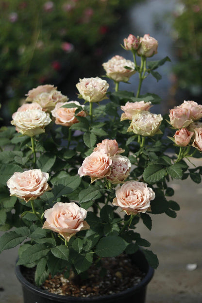 Rose ‘Kokoro no Kizan| こころのきざん  ’ 心之牵绊