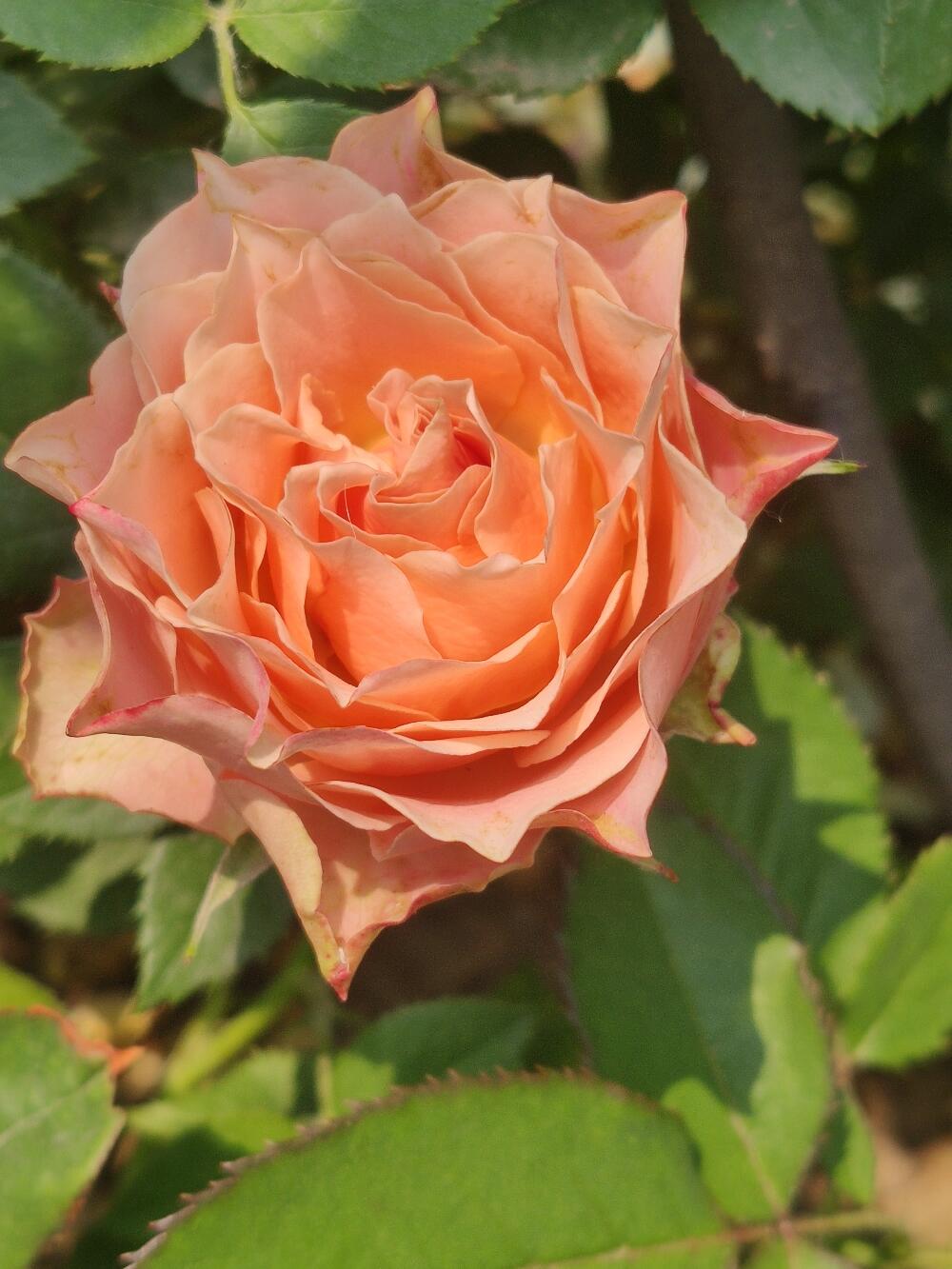 Rose ‘Kokoro no Kizan| こころのきざん  ’ 心之牵绊