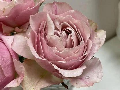 Rose  ‘  Yukinoniwa  ’ 雪之庭