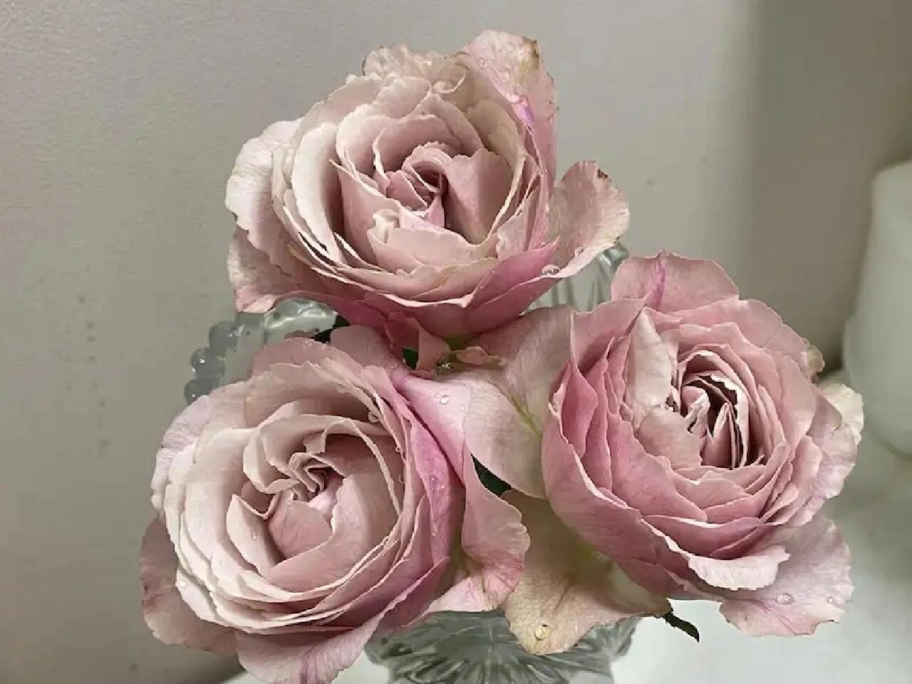 Rose  ‘  Yukinoniwa  ’ 雪之庭