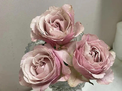 Rose  ‘  Yukinoniwa  ’ 雪之庭