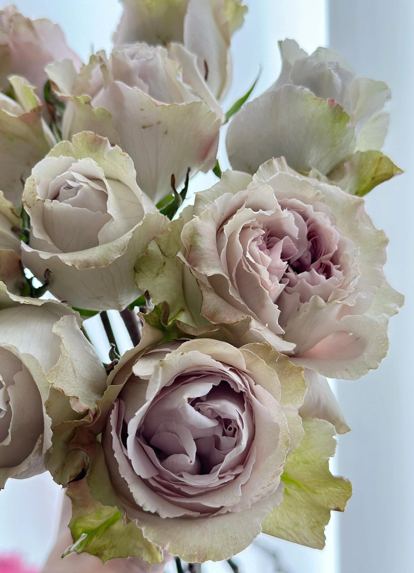 Rose  ‘  Yukinoniwa  ’ 雪之庭