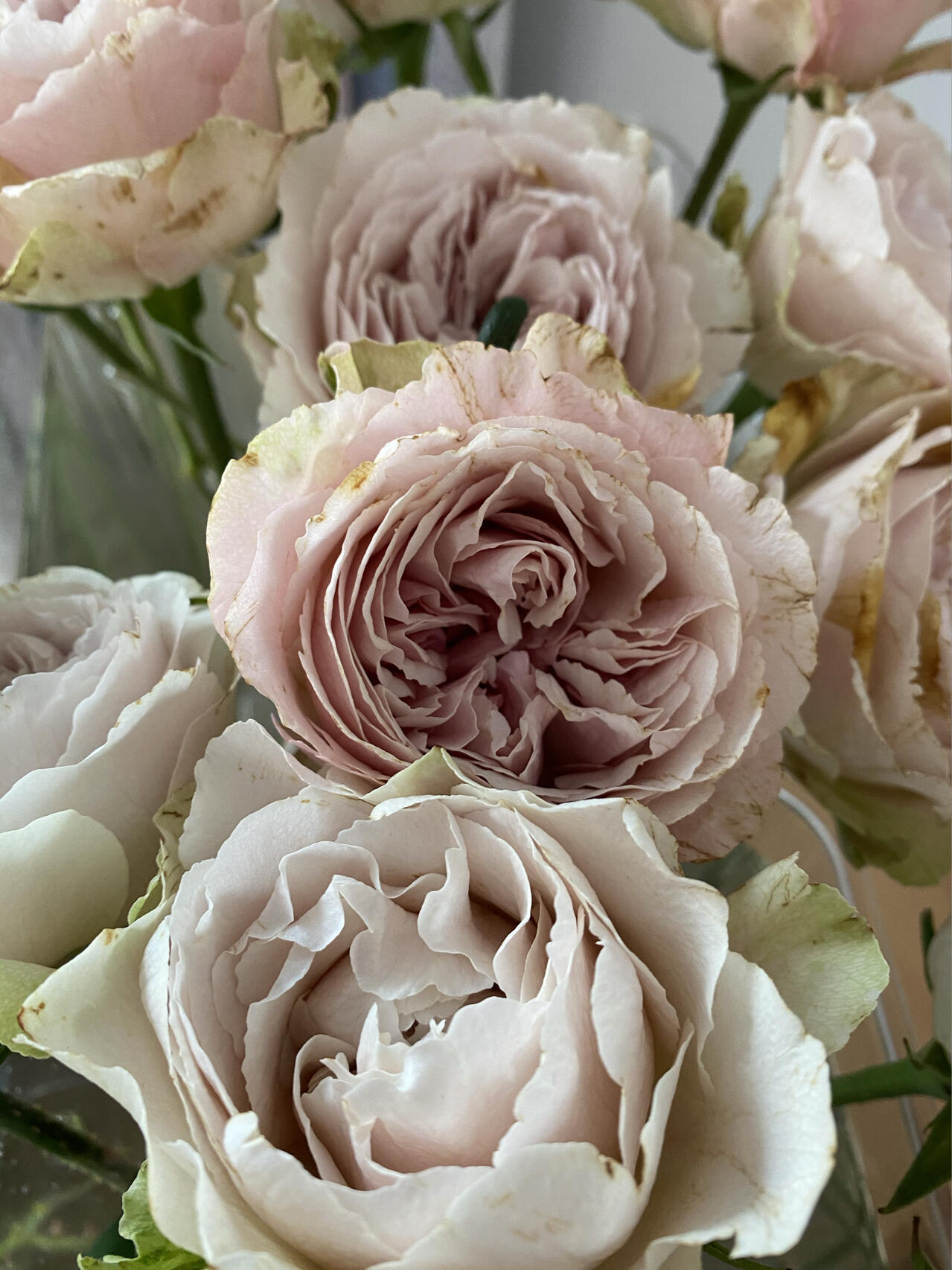 Rose  ‘  Yukinoniwa  ’ 雪之庭